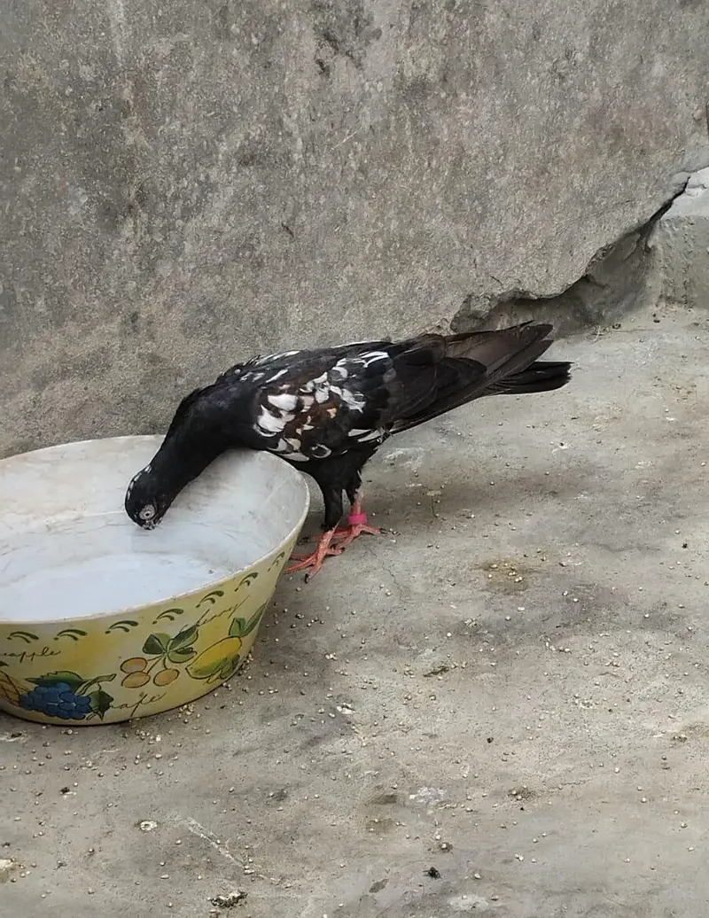 rampuri pigeons