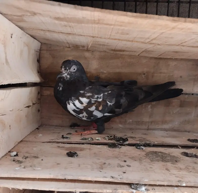 rampuri pigeons — photo 2