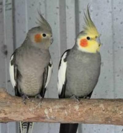 bredar pair