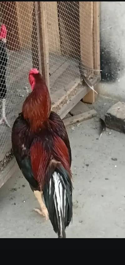 Aseel lakha murga or murgi breeder pair urgent what'sapp 03296130514