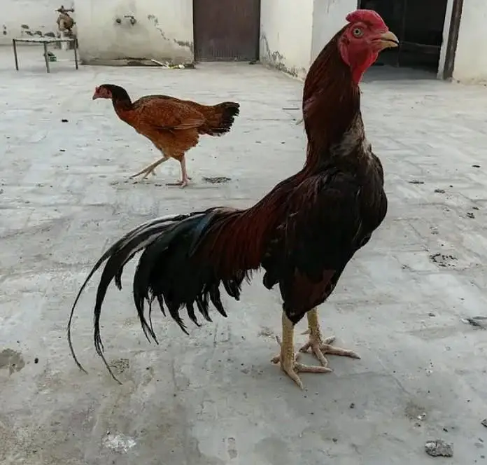 Aseel lakha murga or murgi breeder pair urgent what'sapp 03296130514 — photo 2