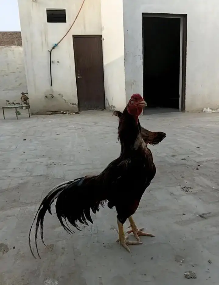 Aseel lakha murga or murgi breeder pair urgent what'sapp 03296130514 — photo 4