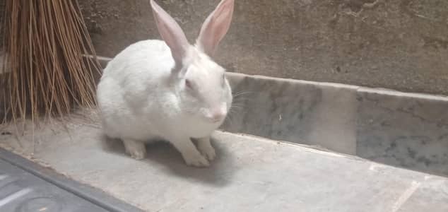 rabbit