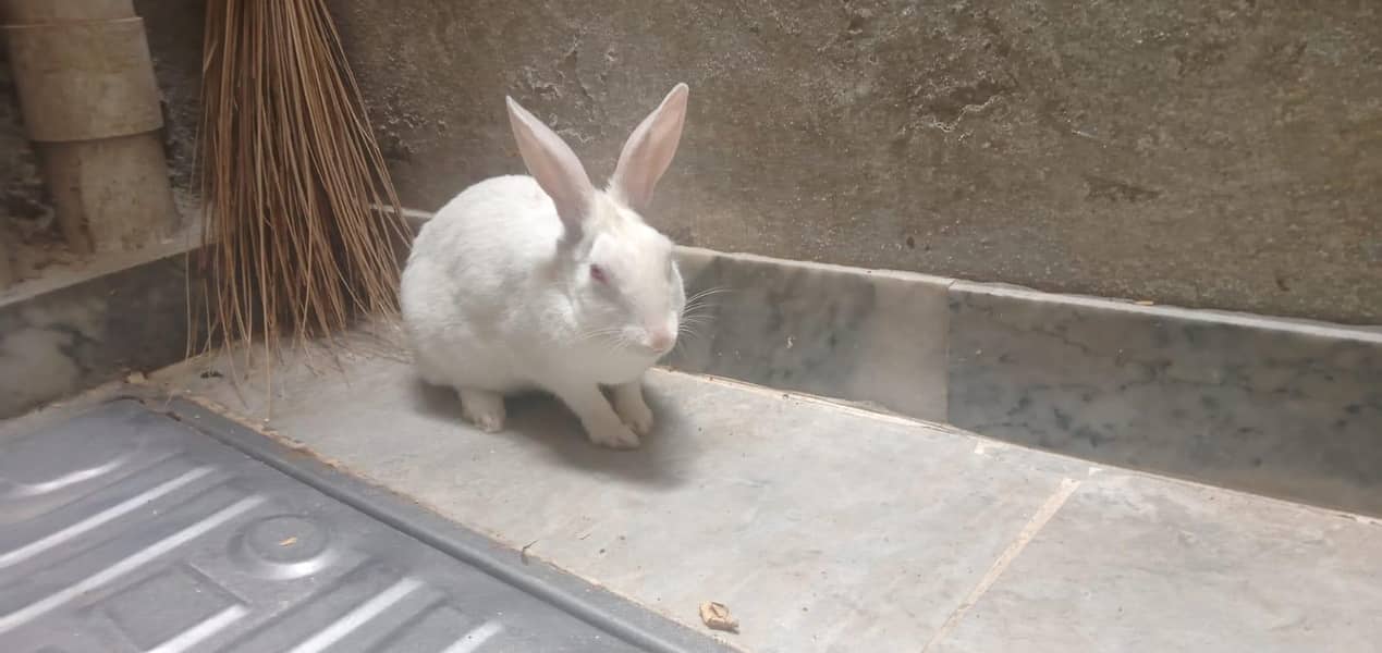 rabbit 1