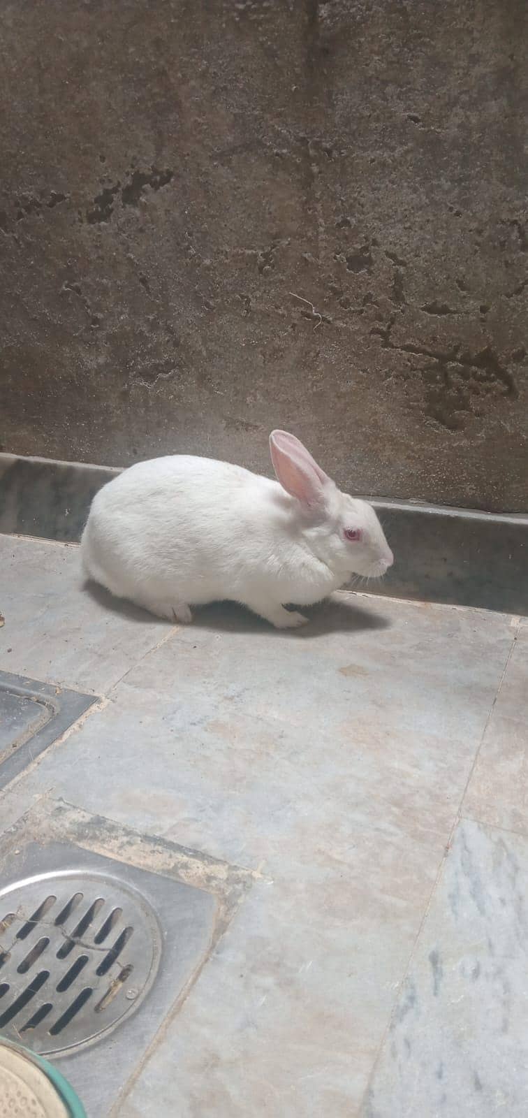 rabbit 2
