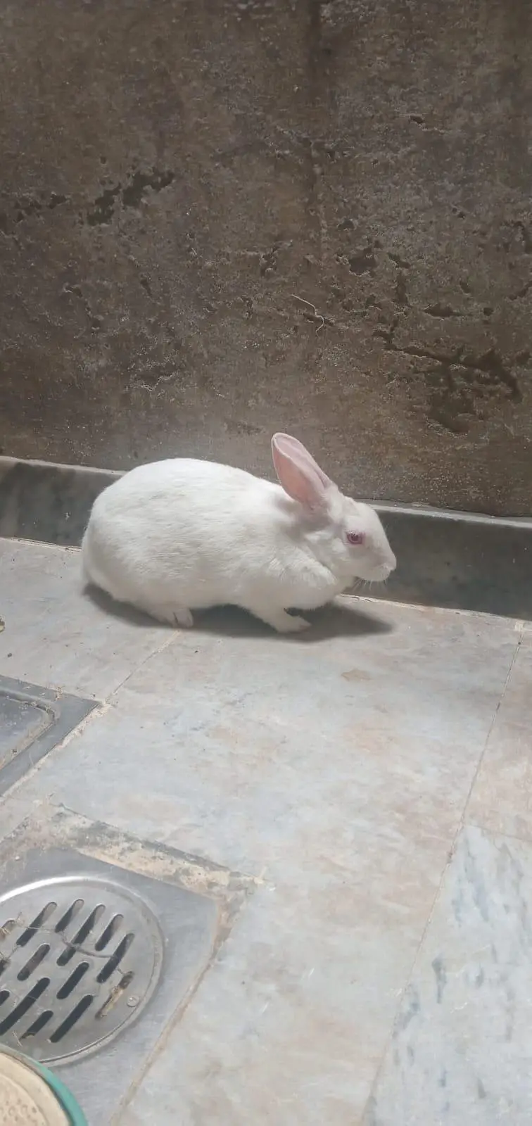 rabbit — photo 3