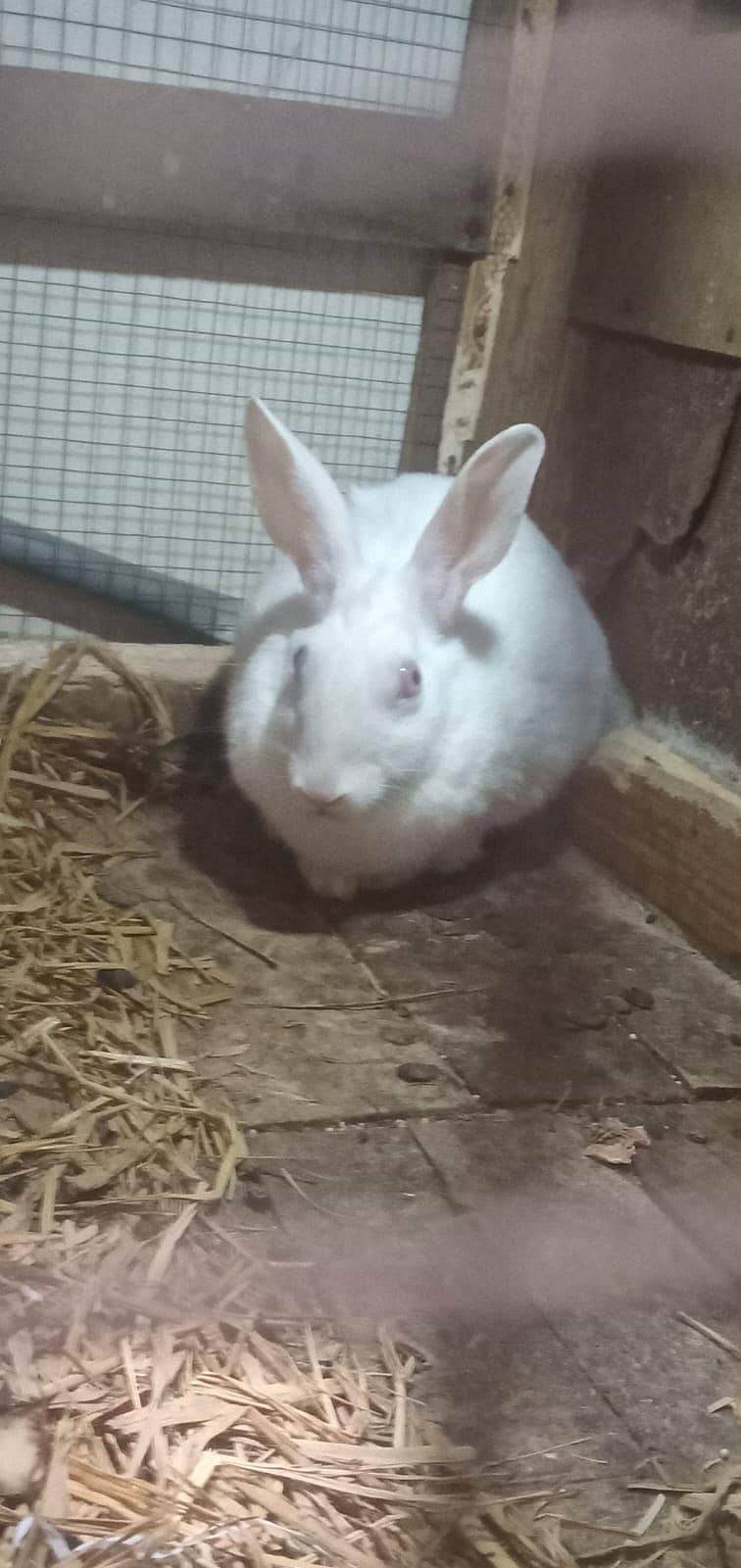 rabbit 3