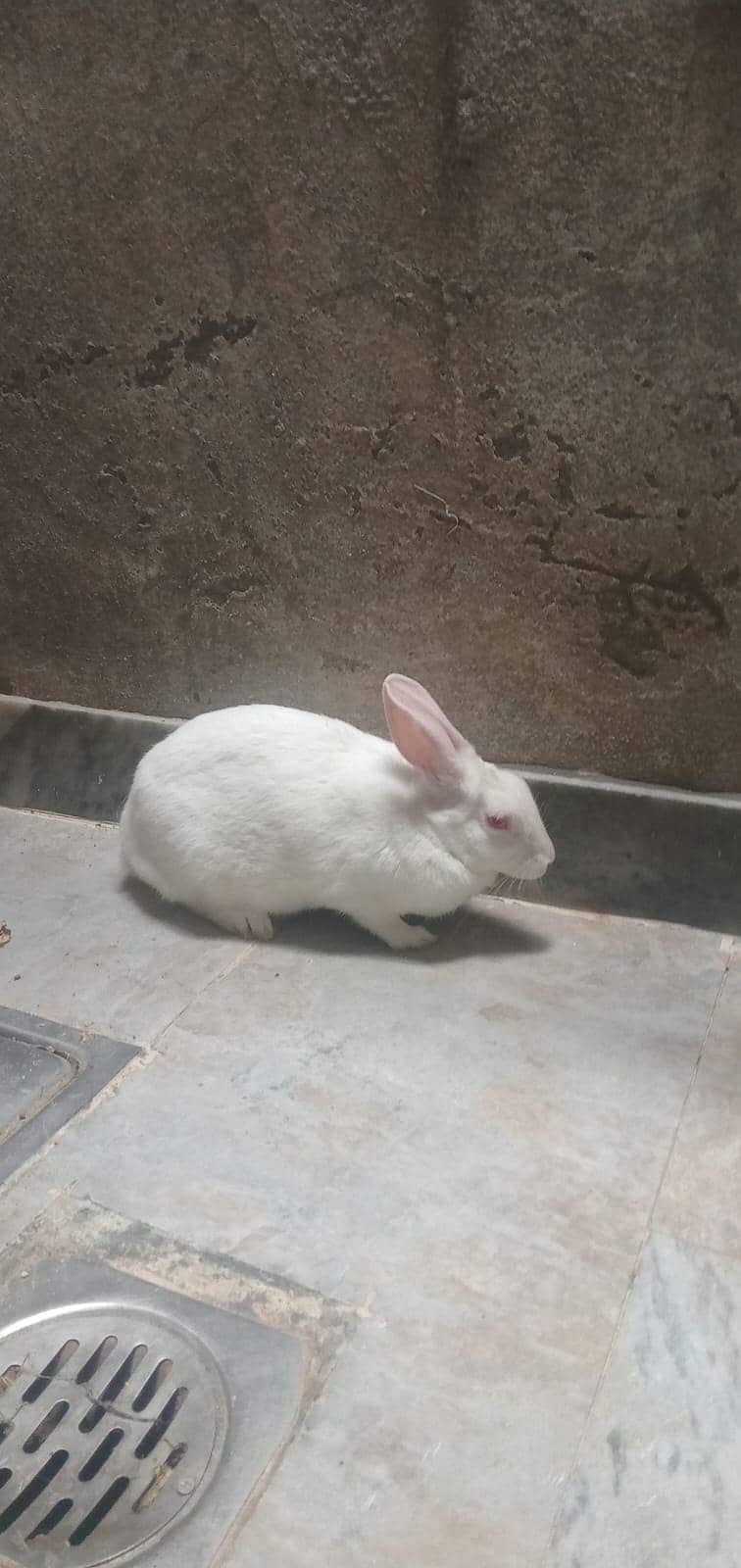 rabbit 4