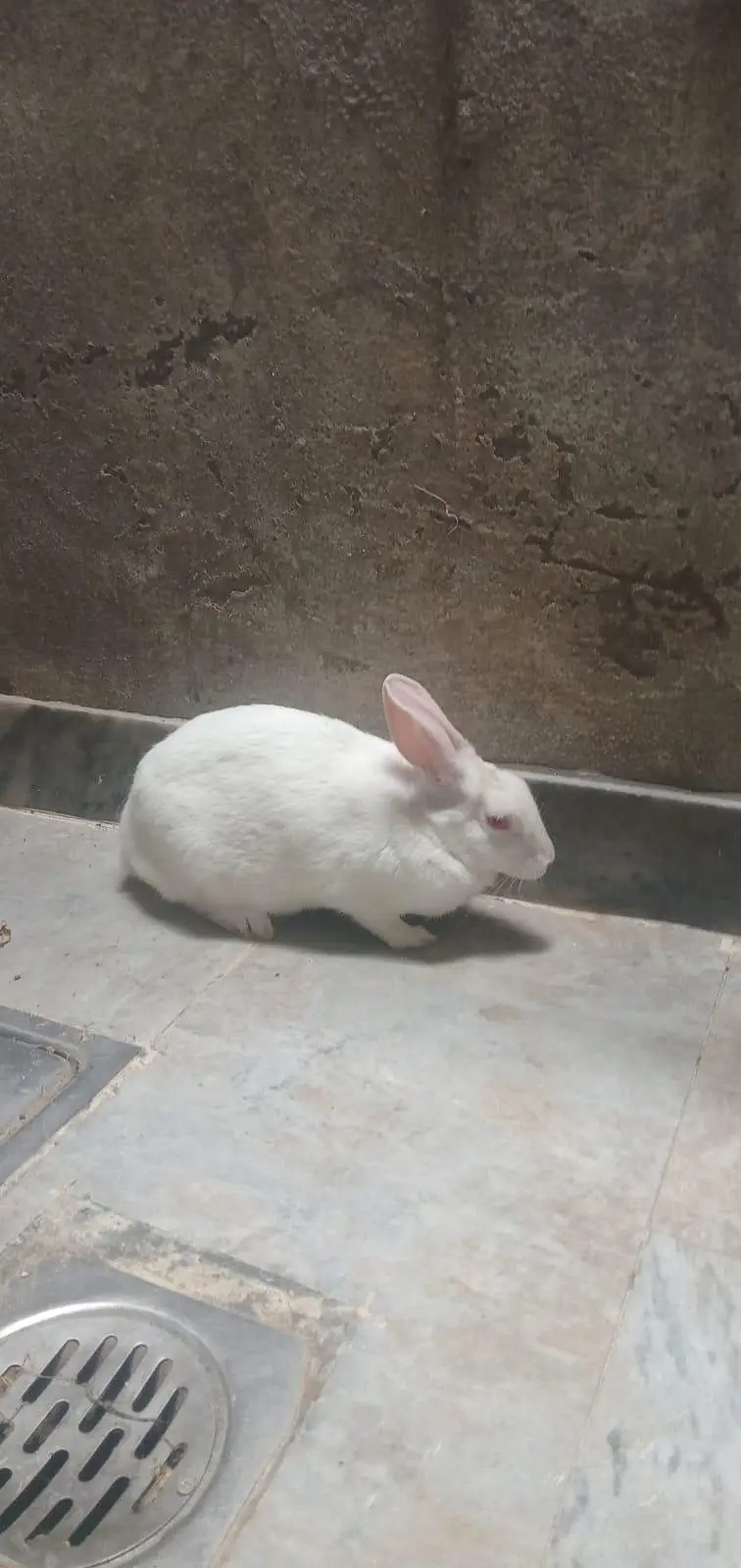 rabbit — photo 5