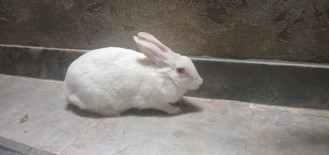 rabbit 5
