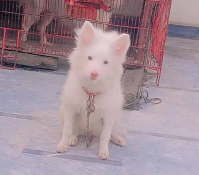 o siez top quilty russain pink nosebiliankh female for sale
