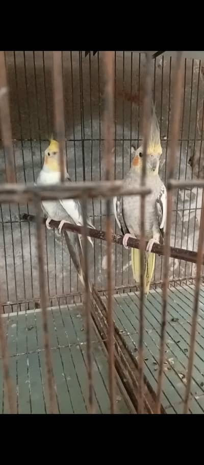 cocktail parrot pair for sale hand tame male no bait  03230436004