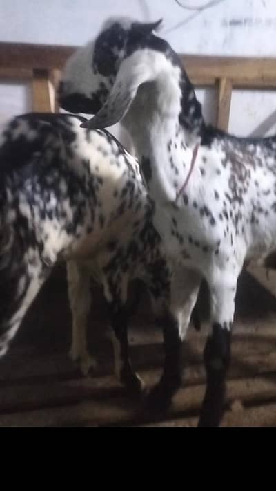 Bakra bakri