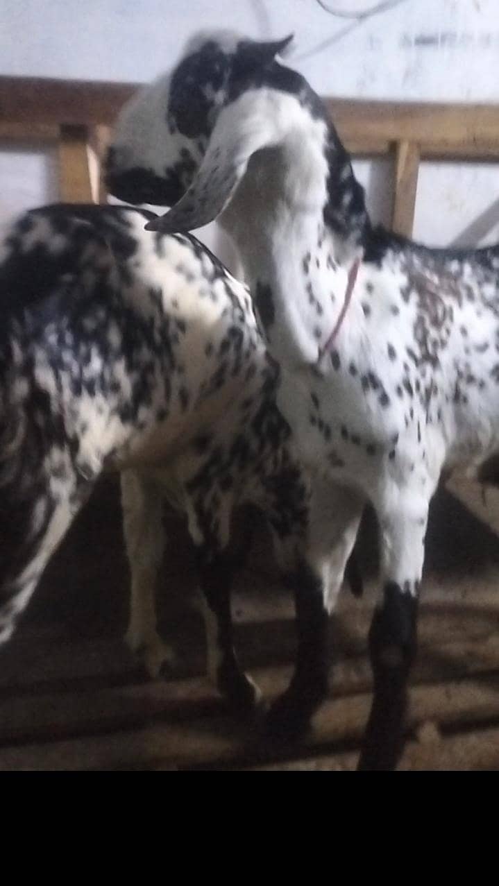 Bakra bakri 0