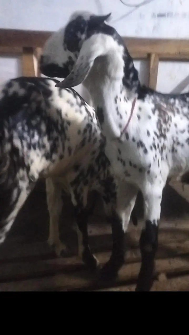 Bakra bakri