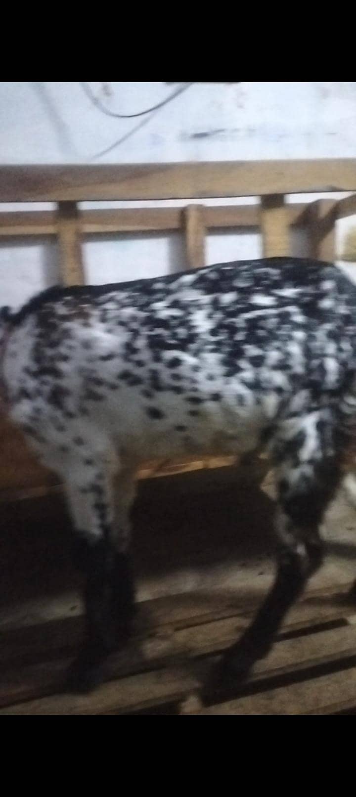 Bakra bakri 1