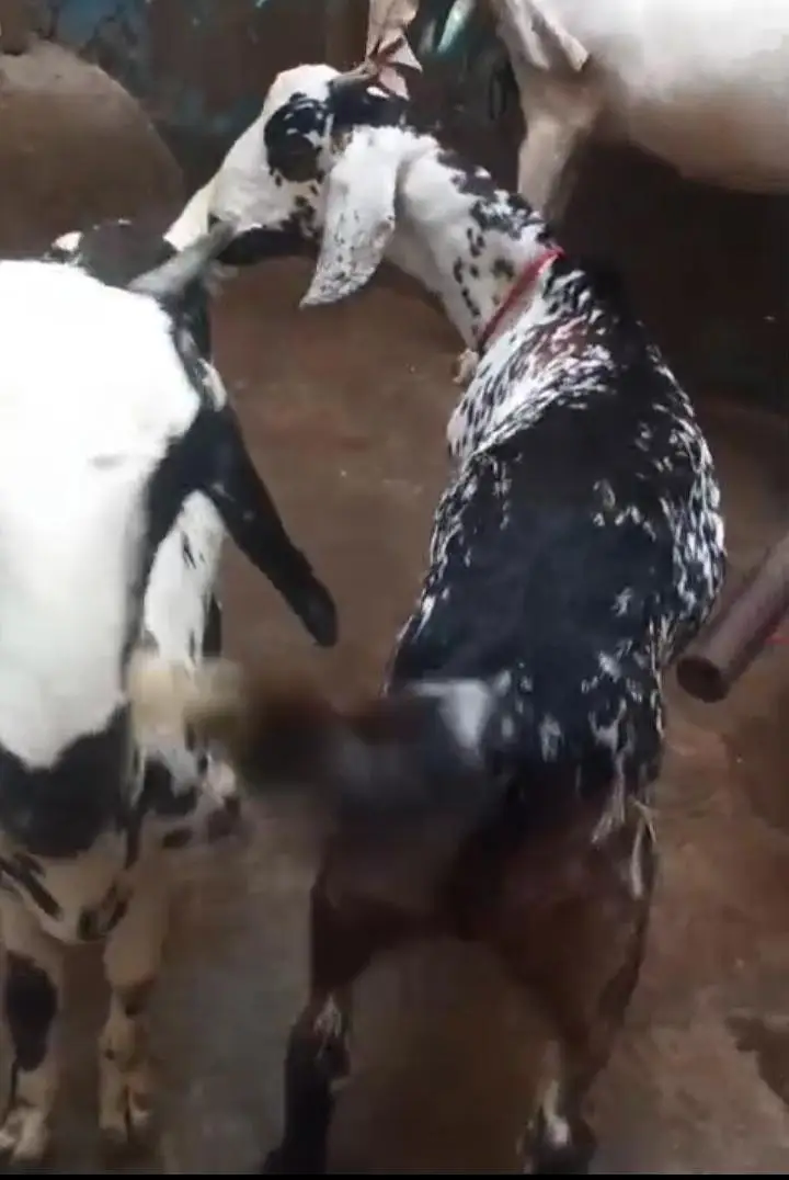 Bakra bakri — photo 3