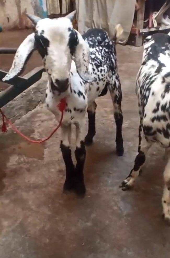 Bakra bakri 3