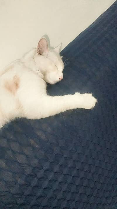 Persian male for sale