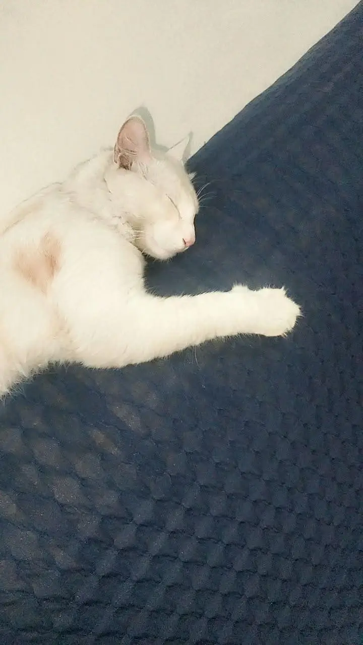 Persian male for sale