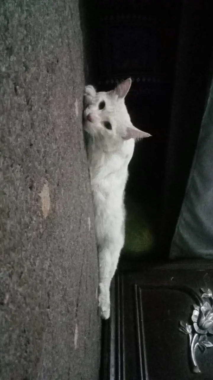 Persian male for sale — photo 2