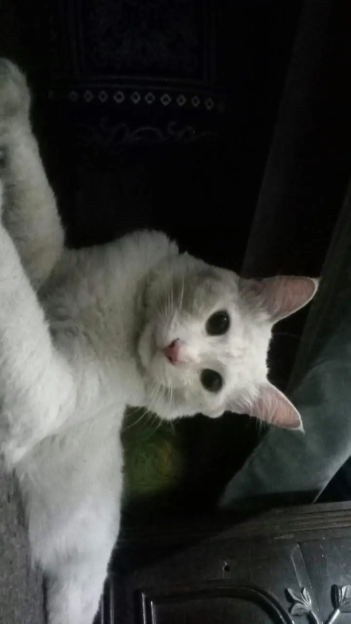 Persian male for sale — photo 3