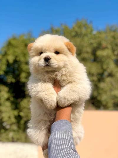 CHOW  CHOW PUPPY Available original picture