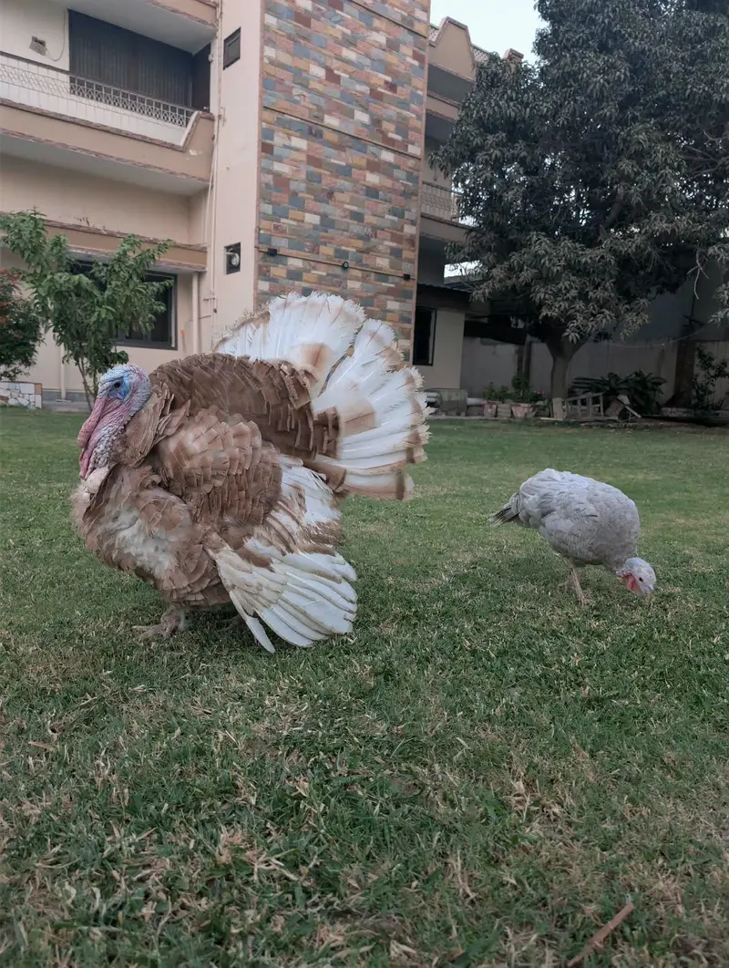 turkey bird adult pair