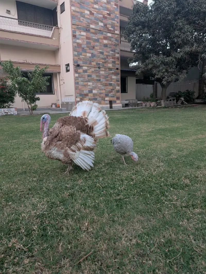 turkey bird adult pair — photo 2