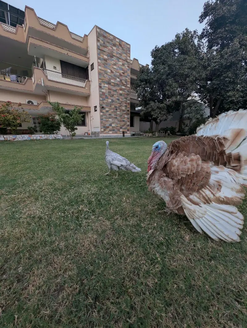turkey bird adult pair — photo 3
