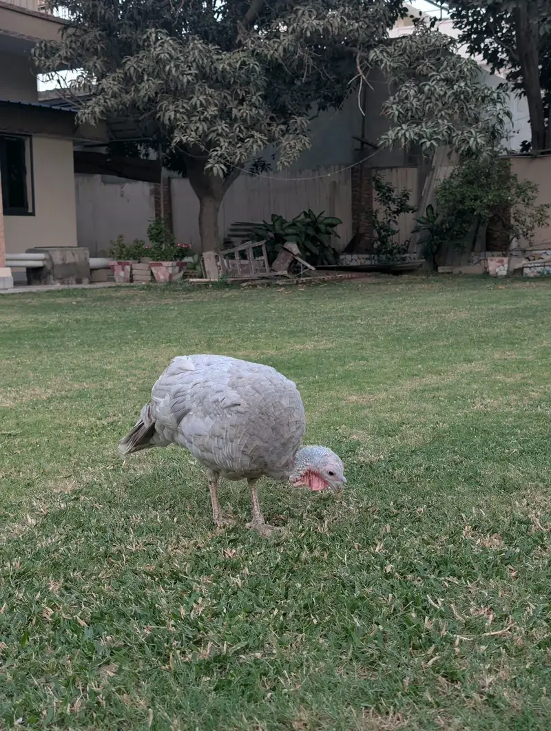 turkey bird adult pair — photo 4