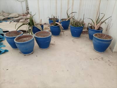 Plant Pots