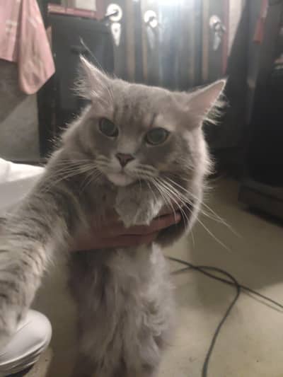 British shorthair kitte