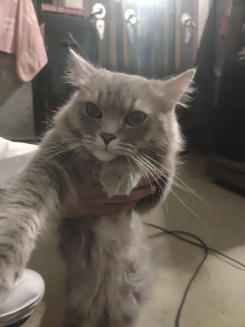 British shorthair kitte