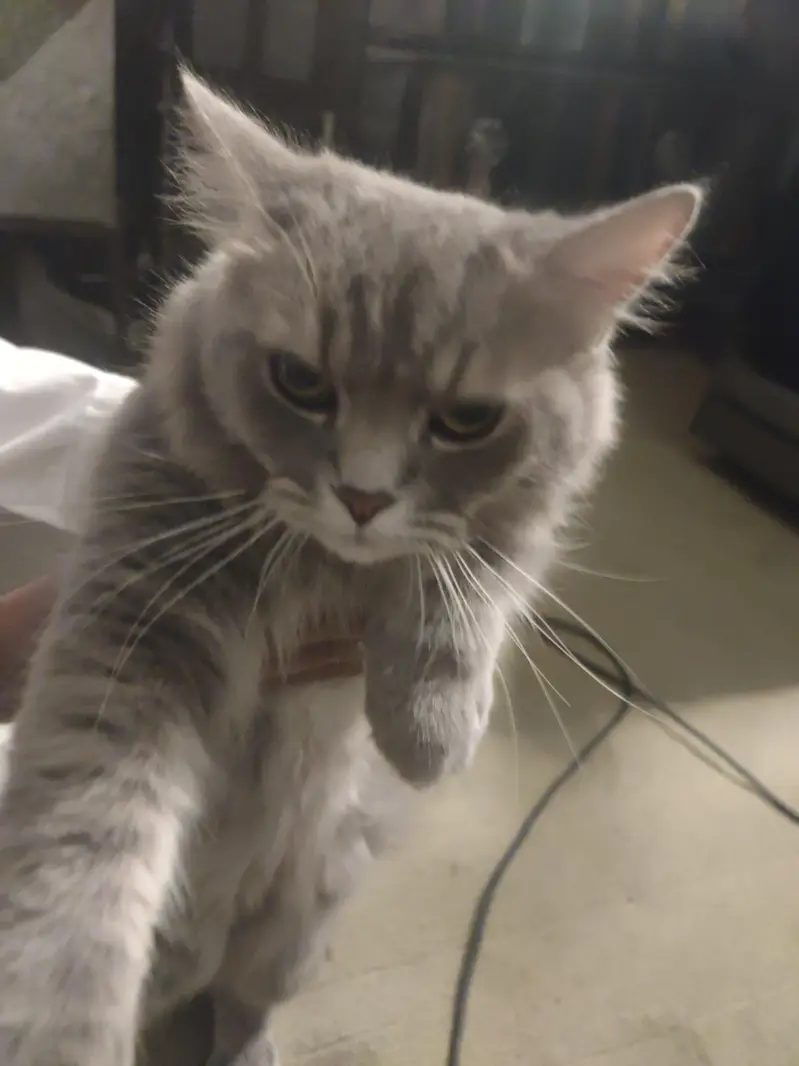 British shorthair kitte — photo 2