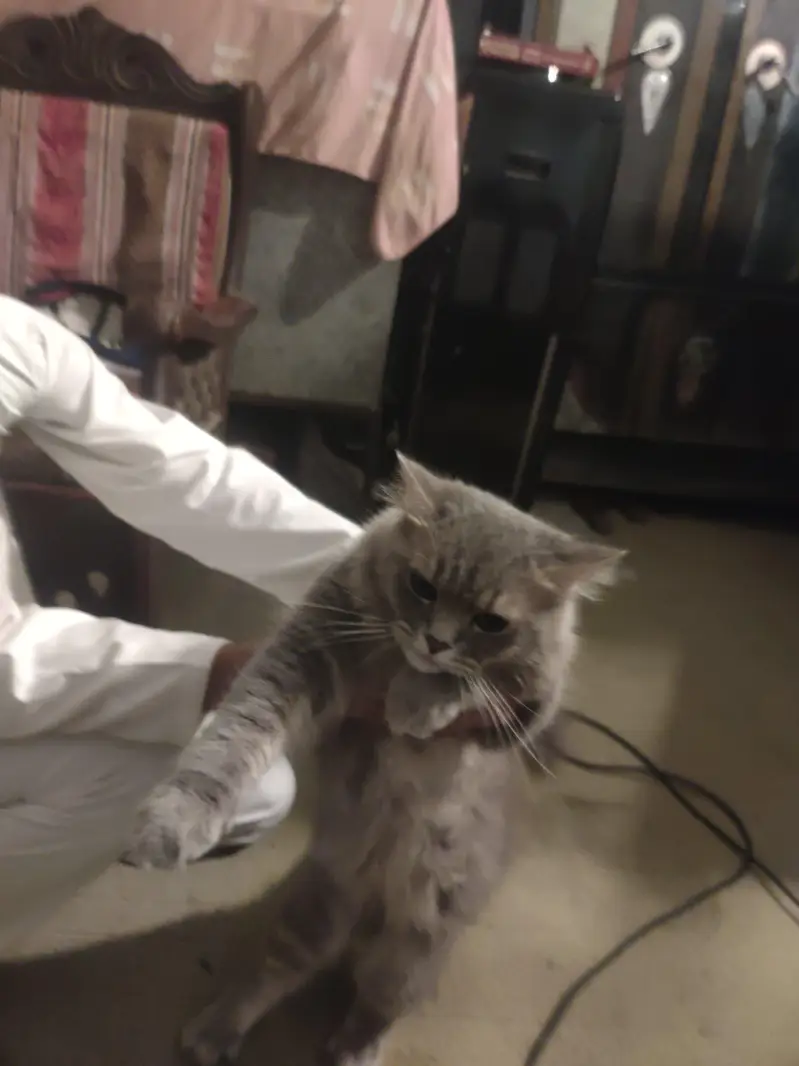 British shorthair kitte — photo 3