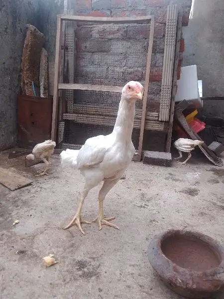 pure Hera Aseel hen — photo 4
