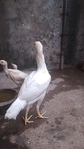 pure Hera Aseel hen — photo 5