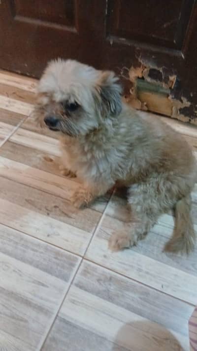 shihtzu male