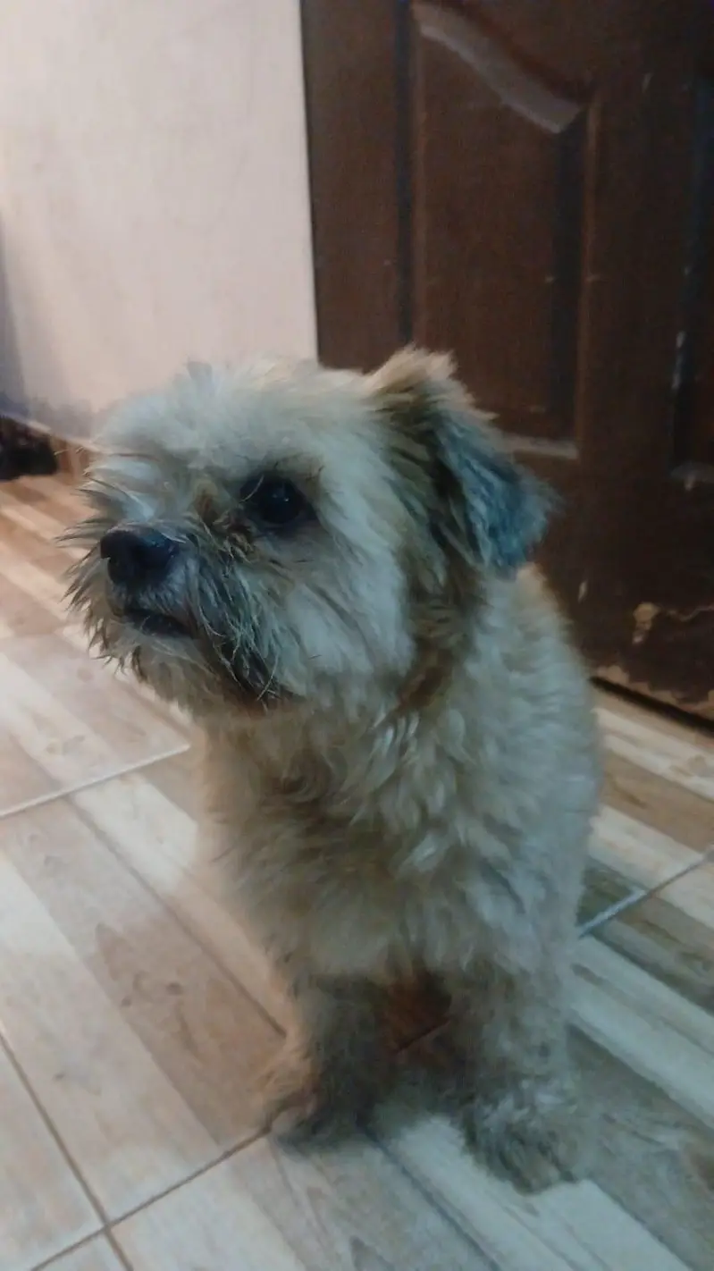 shihtzu male — photo 2