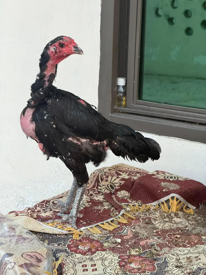 Thai breeder madi — photo 2