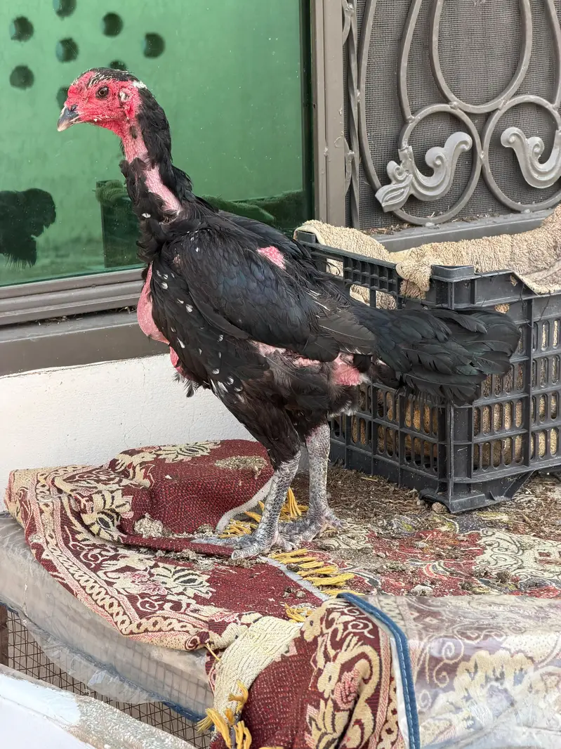Thai breeder madi — photo 3