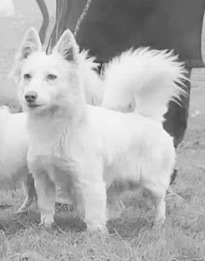 o siez Russian female dog for sale