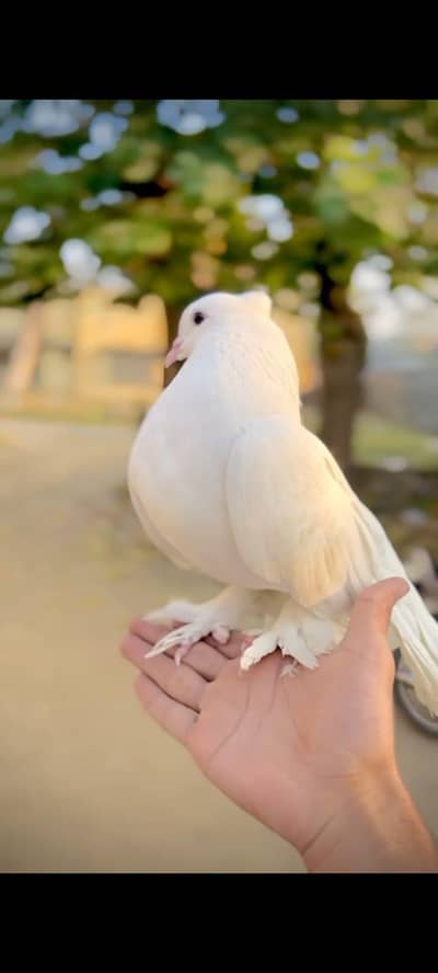 Tame kabooter for sale. what's app. 03415990466