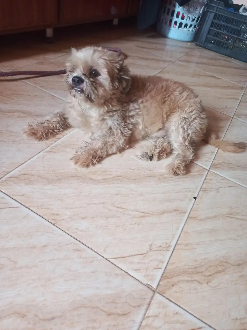 shihtzu male — photo 3