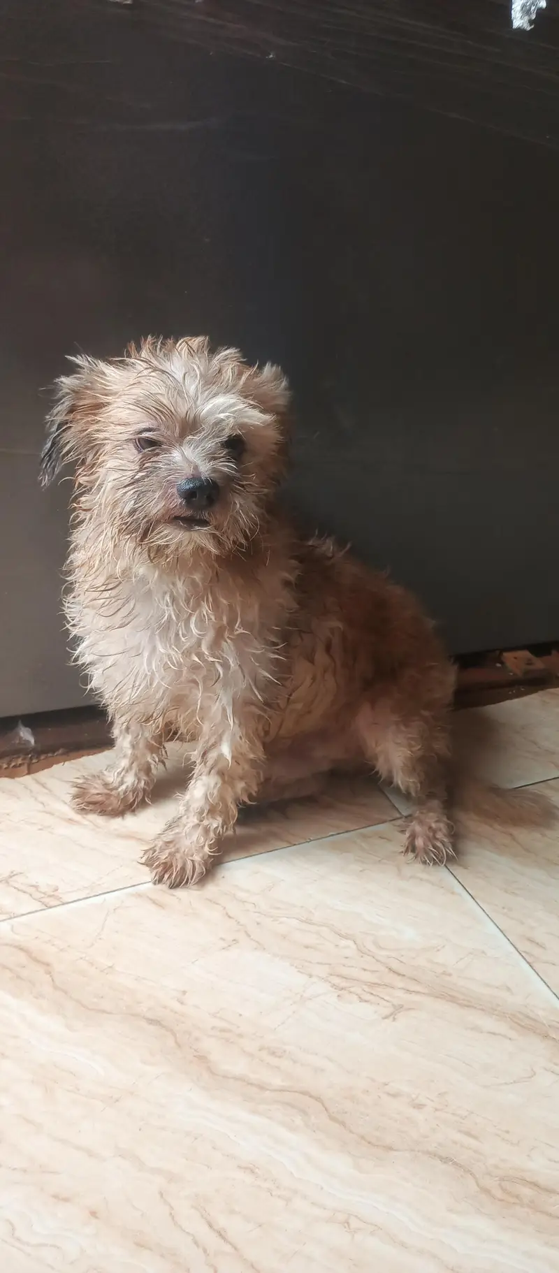 shihtzu male — photo 4