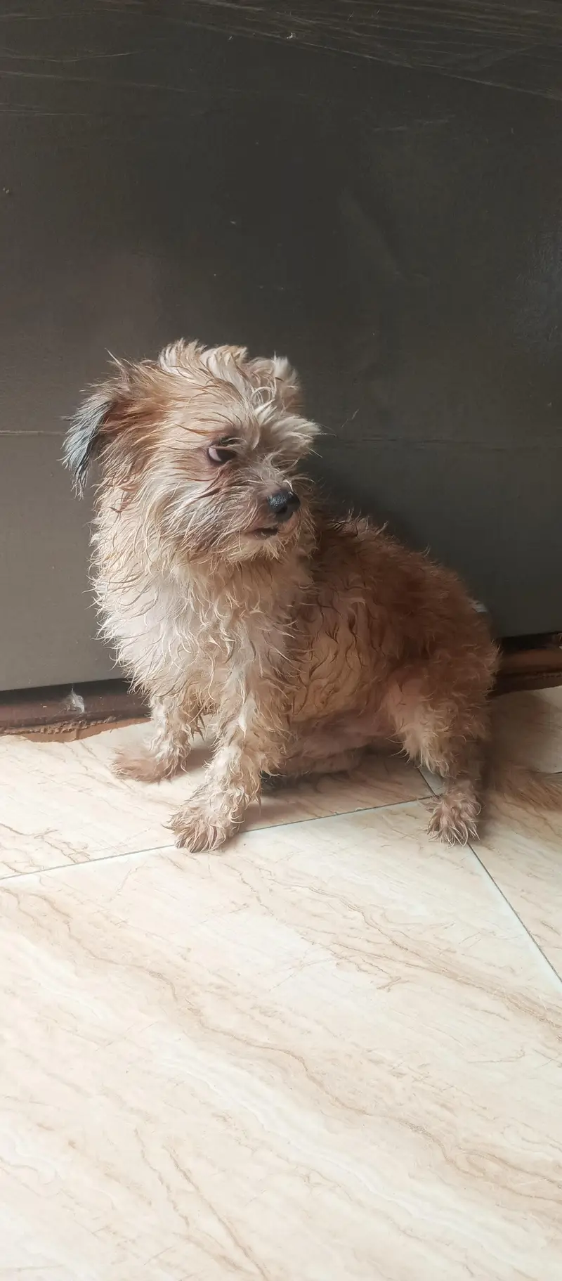 shihtzu male — photo 5