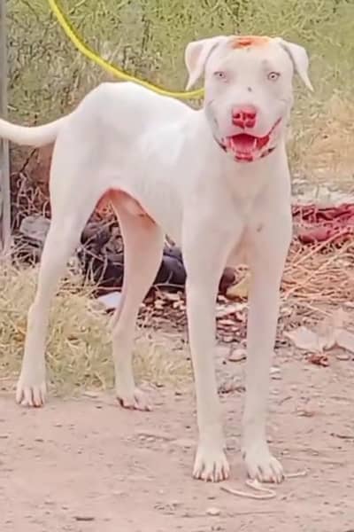 pure kuhati gultair pair pink nose blue eyes healthy and active best