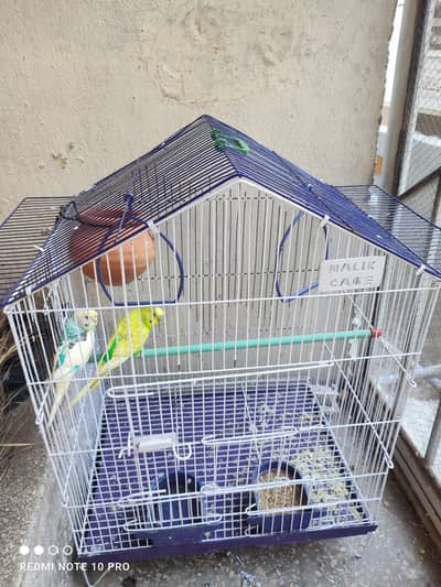 Australian parrot