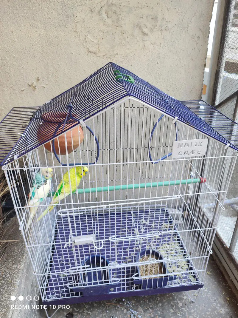 Australian parrot